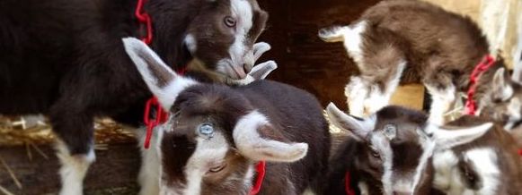 babygoats