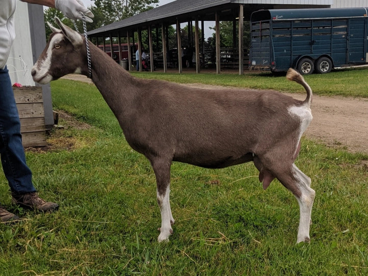 cosette-1-year-old